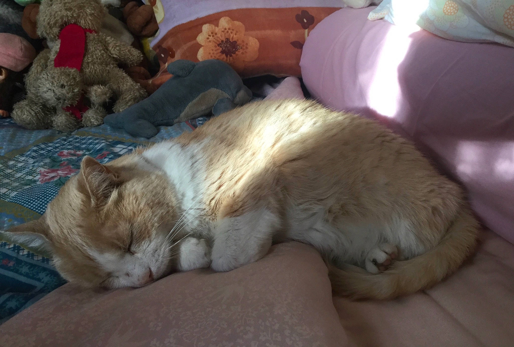 Bunny a rejoint le concours — aidez-le/la à gagner de superbes lots ! carnivore, cat, claw, comfort, companion_dog, couch, dog_breed, domestic_short_haired_cat, fawn, felidae, flooring, foot, fur, human_leg, lamp, paw, small_to_medium_sized_cats, snout, tail, whiskers