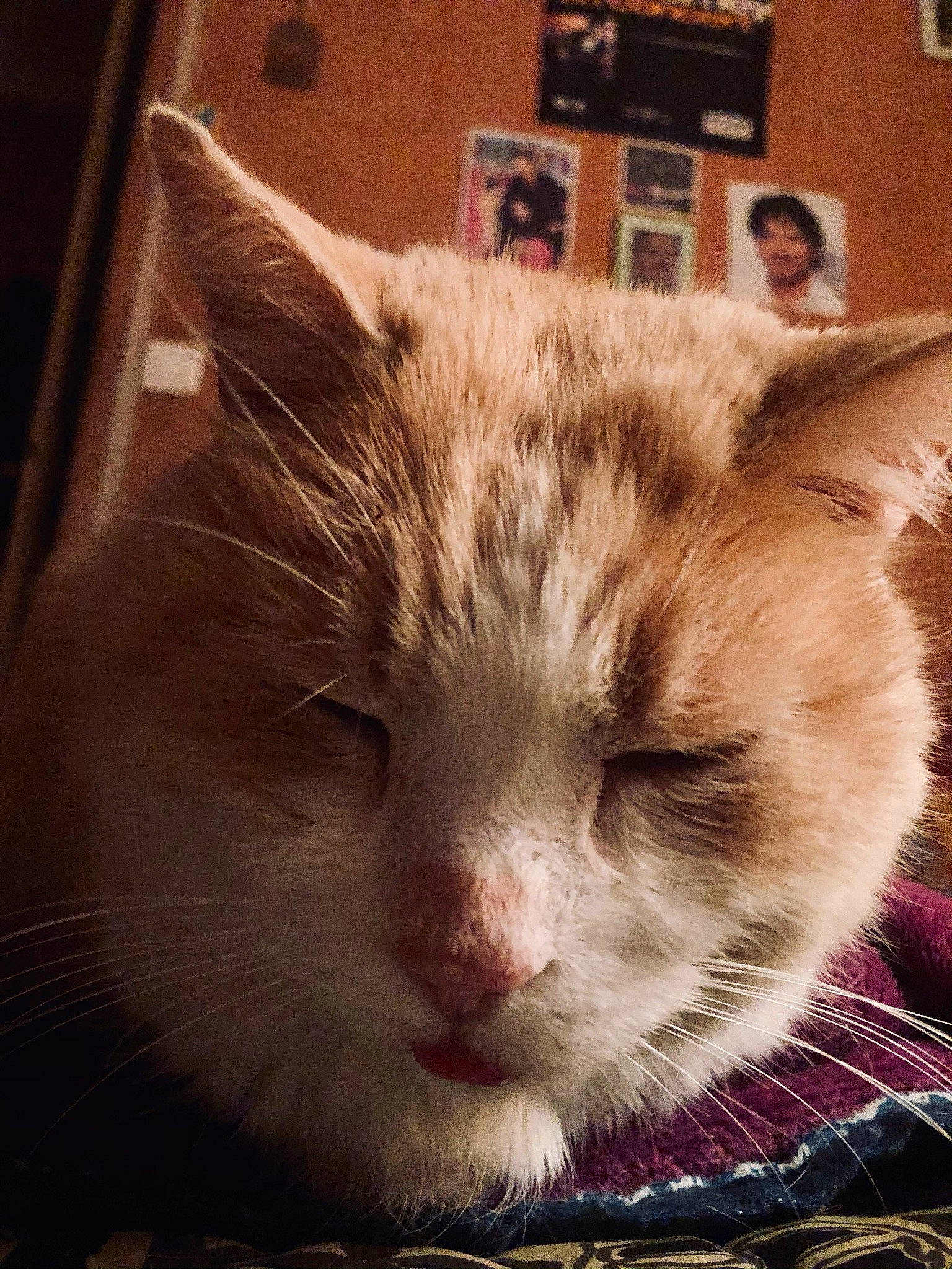 Bunny a rejoint le concours — aidez-le/la à gagner de superbes lots ! carnivore, cat, comfort, domestic_short_haired_cat, felidae, fur, nap, paw, small_to_medium_sized_cats, snout, terrestrial_animal, whiskers, window