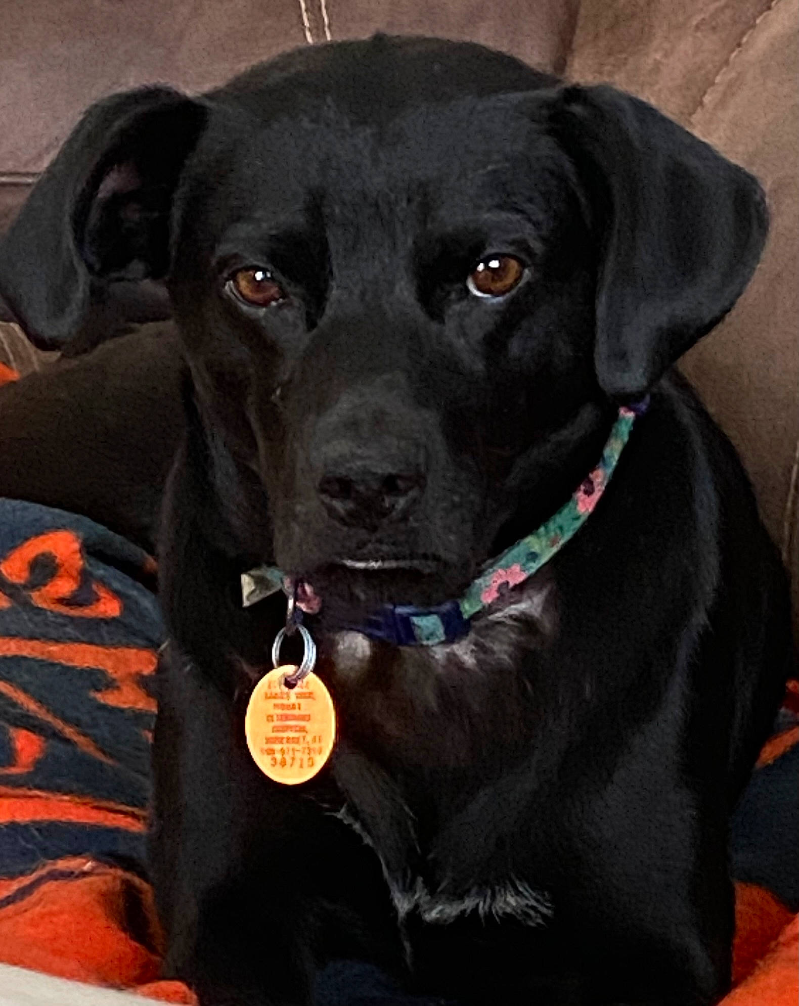 Lily joined the competition — help win amazing prizes! borador, canidae, carnivore, collar, companion_dog, dog, dog_breed, dog_collar, eye, fur, head, hunting_dog, leash, liver, personal_protective_equipment, pet_supply, snout, sporting_group, whiskers, working_animal