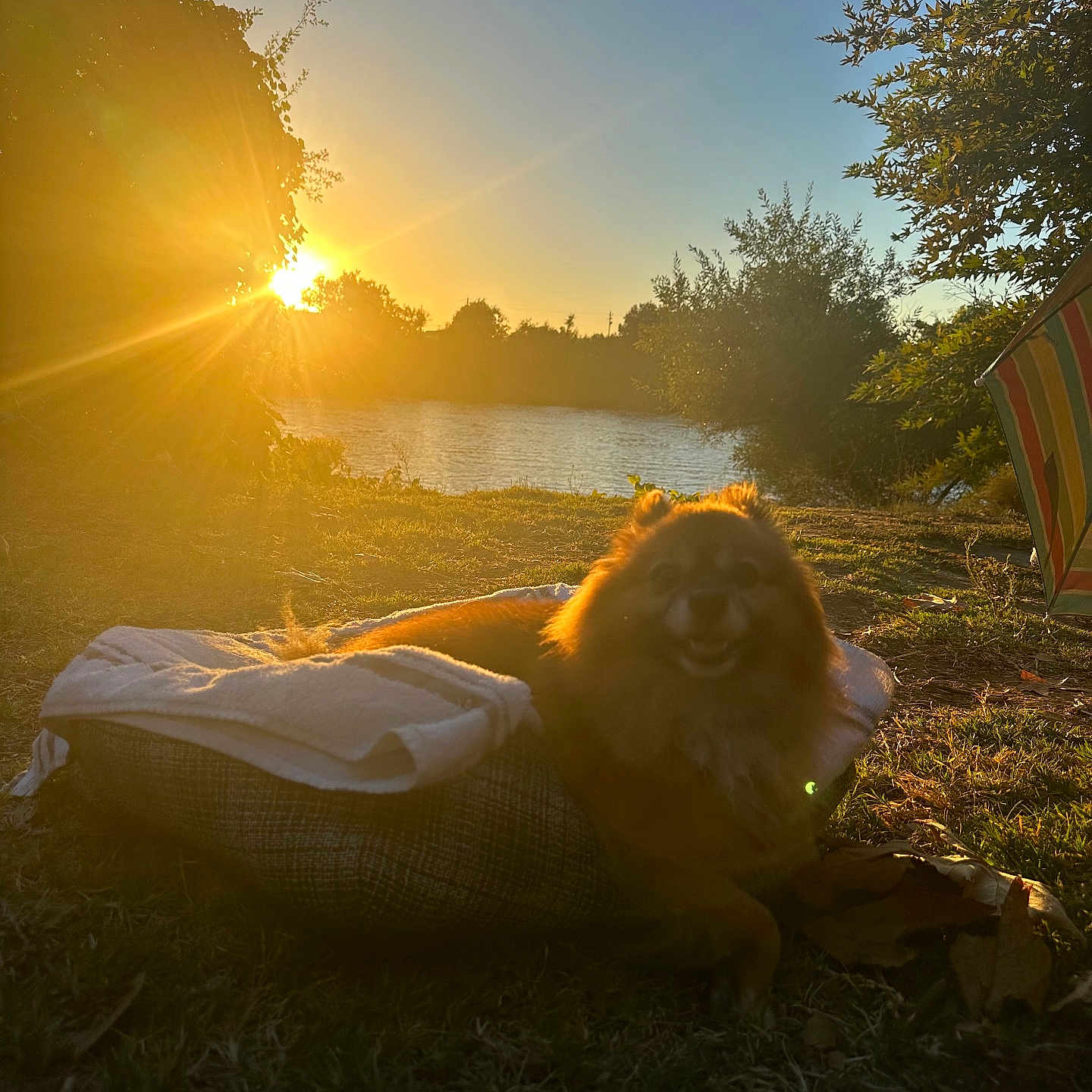 Neilsen joined the competition — help win amazing prizes! face, flare, grass, head, land, light, nature, outdoors, park, person, photography, plant, portrait, sky, summer, sun, sunlight, sunrise, tree, vegetation