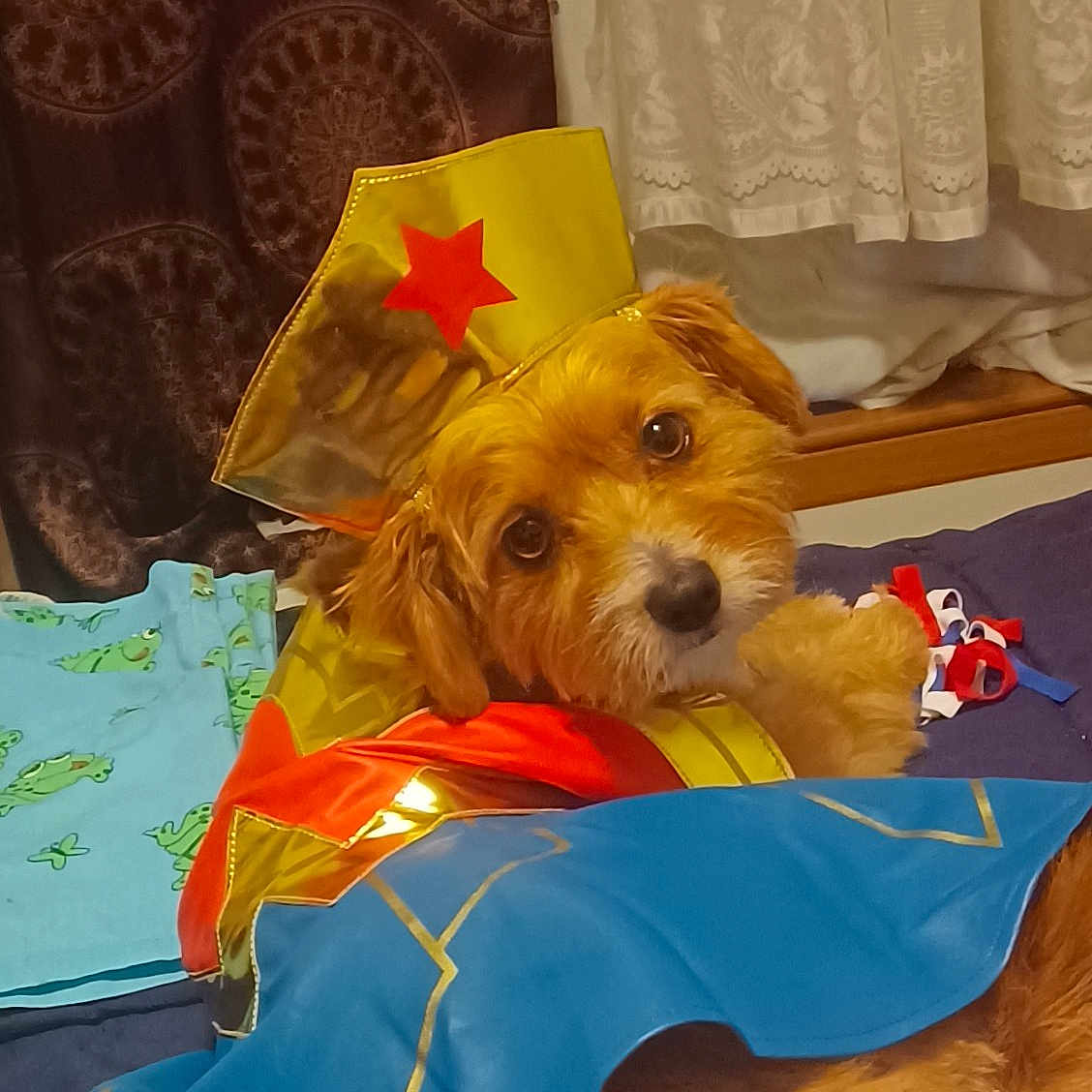 Princess joined the competition — help win amazing prizes! blue, canidae, carnivore, companion_dog, curtain, dog, dog_breed, dog_clothes, dog_supply, event, fawn, fur, hat, pet_supply, small_terrier, sporting_group, stuffed_toy, toy, toy_dog, working_animal