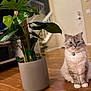 cat, plant, monstera, pot, indoor, hardwood_floor, staircase, door, collar, blue_eyes, fluffy, sitting, houseplant, living_room, decor, closeup, pet, feline, greenery, portrait