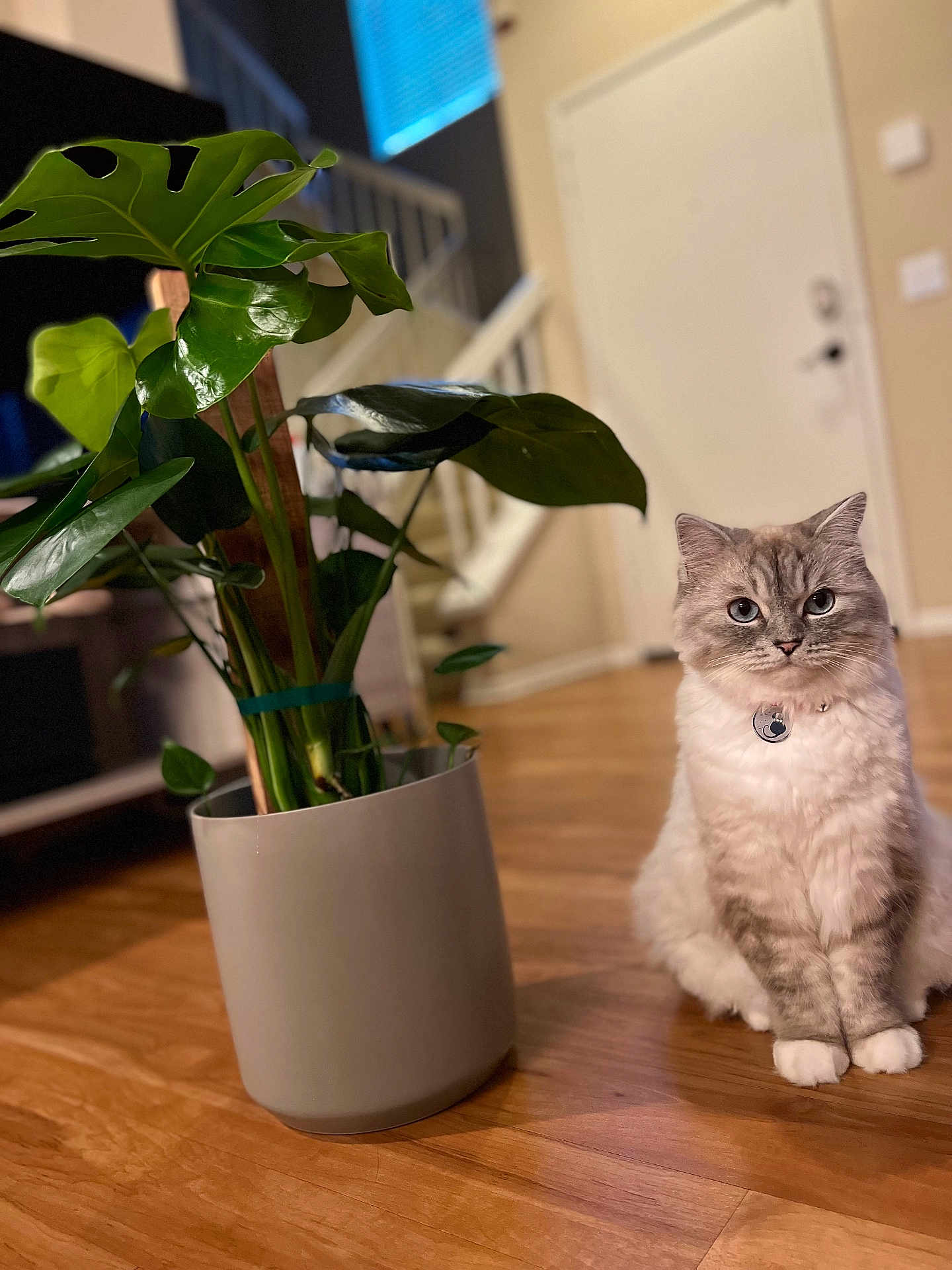 Toffee joined the competition — help win amazing prizes! cat, plant, monstera, pot, indoor, hardwood_floor, staircase, door, collar, blue_eyes, fluffy, sitting, houseplant, living_room, decor, closeup, pet, feline, greenery, portrait