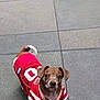 animal, brown_fur, canine, casual, curious, daytime, dog, ears_up, looking_up, outdoor, pavement, pet, red_jersey, short_hair, sidewalk, small_dog, standing, striped_clothing, urban, white_fur