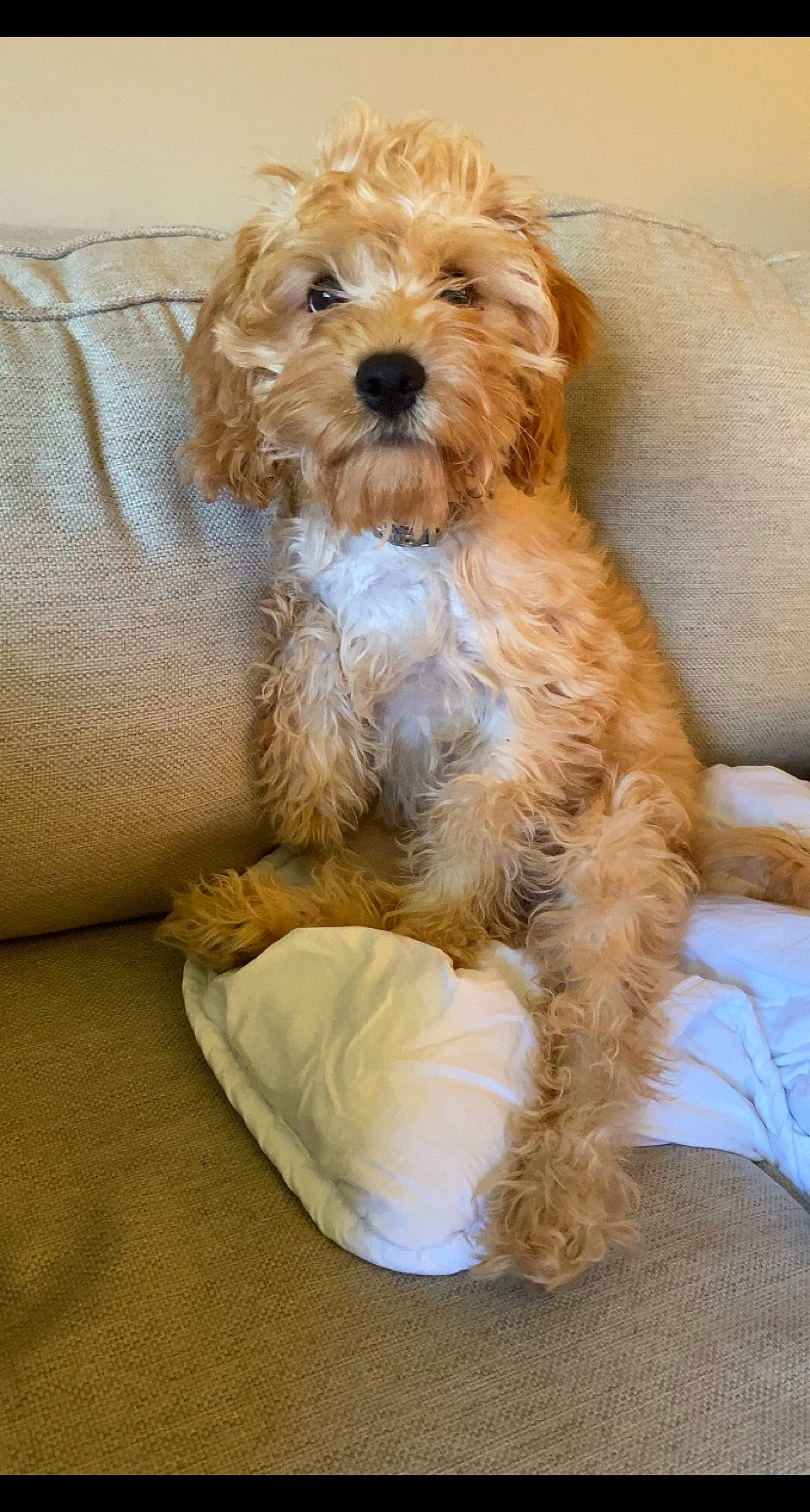 Penny is registered to the contest to win money with this photo: beige, brown, canidae, carnivore, cavapoo, companion_dog, couch, dog, dog_breed, fawn, maltepoo, pet_supply, small_terrier, sporting_group, terrier, toy_dog, vertebrate, water_dog, working_animal, yorkipoo