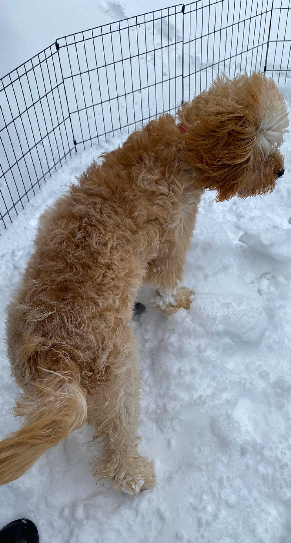 Penny is registered to the contest to win money with this photo: canidae, carnivore, companion_dog, dog, dog_breed, dog_supply, fawn, fur, goldendoodle, hunting_dog, liver, mammal, mesh, pet_supply, snow, sporting_group, tail, terrier, vertebrate, water_dog