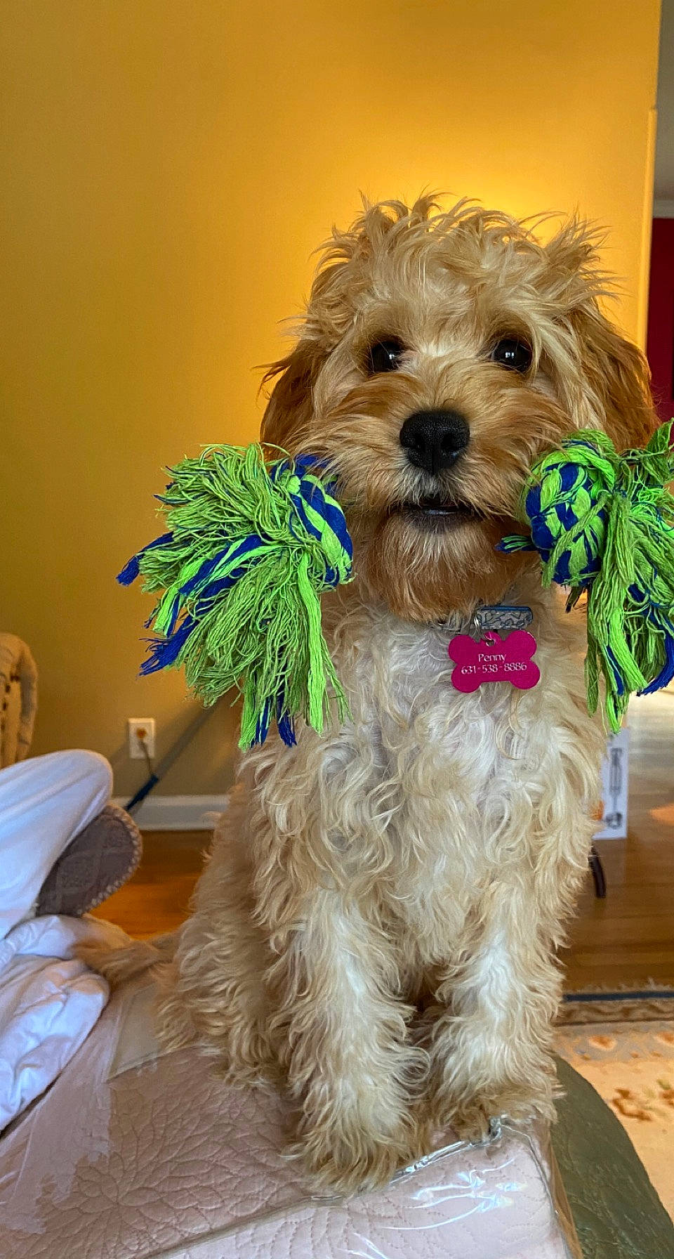 Penny is registered to the contest to win money with this photo: canidae, carnivore, collar, companion_dog, dog, dog_breed, dog_clothes, dog_collar, dog_supply, maltepoo, pet_supply, pillow, small_terrier, snout, sporting_group, terrier, toy_dog, water_dog, working_animal, yorkipoo