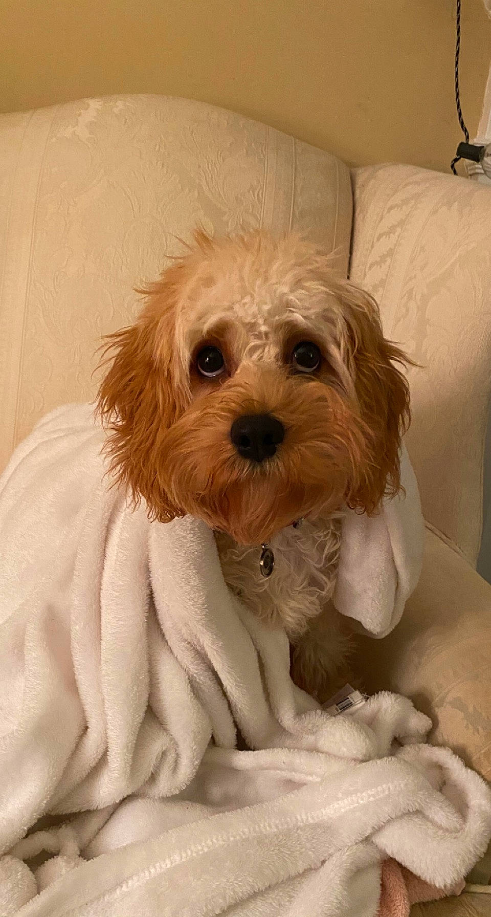 Penny joined the competition — help win amazing prizes! beige, brown, carnivore, companion_dog, dog, dog_breed, dog_supply, fawn, linens, liver, maltepoo, mammal, pet_supply, puppy, small_terrier, snout, terrier, toy_dog, vertebrate, working_animal