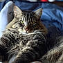 Sullivan joined the competition — help win amazing prizes! cat, tabby, fluffy, pet, animal, feline, green_eyes, whiskers, relaxed, closeup, indoor, cozy, fur, cute, laying_down, portrait, domestic_animal, soft_light, background_blur, stretching