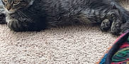 Sullivan is registered to the contest to win money with this photo: kitten, cat, tabby, carpet, indoor, pet, lounging, relaxed, window, screen, glass_door, feline, animal, fur, ears, whiskers, floor, colorful, pattern, cozy