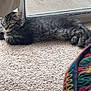 kitten, cat, tabby, carpet, indoor, pet, lounging, relaxed, window, screen, glass_door, feline, animal, fur, ears, whiskers, floor, colorful, pattern, cozy