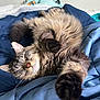 Sullivan is registered to the contest to win money with this photo: cat, tabby, sleeping, fluffy, paw, blanket, blue_blanket, indoor, cozy, fur, whiskers, relaxed, pet, animal, cute, nap, stretching, soft, bed, feline