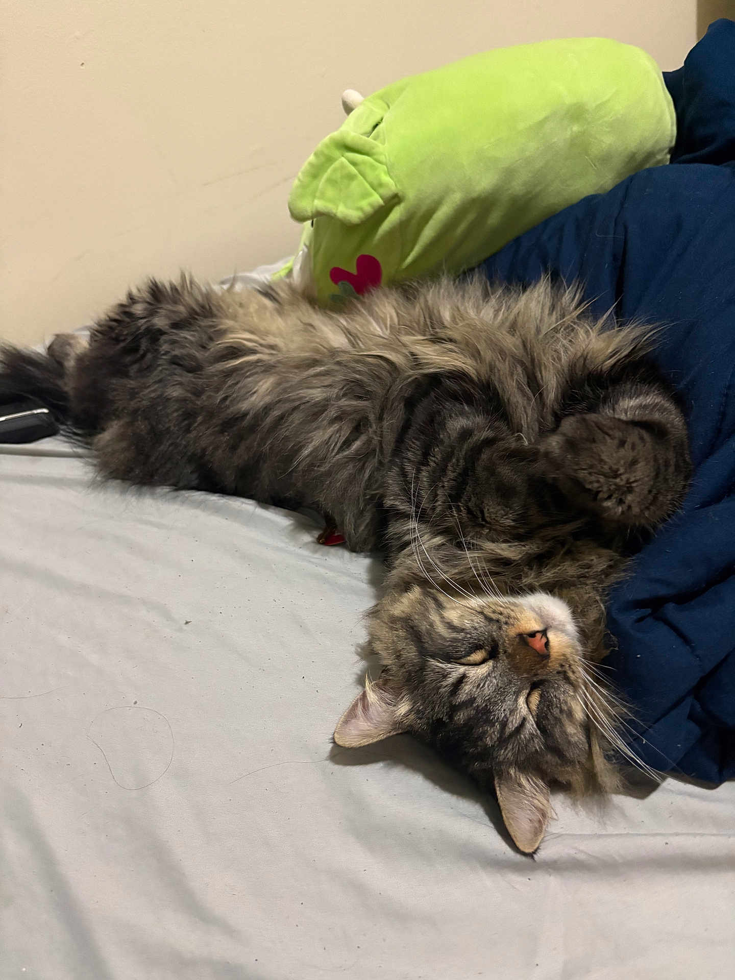 Sullivan is registered to the contest to win money with this photo: cat, tabby, fluffy, sleeping, bed, blanket, plush_toy, paw, relaxed, indoor, feline, whiskers, fur, cute, pet, domestic_animal, resting, cozy, animal, napping