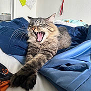Sullivan joined the competition — help win amazing prizes! cat, tabby, stretching, yawning, bed, blanket, blue_blanket, fur, whiskers, indoor, pet, animal, cozy, sleepy, paws, mouth_open, teeth, feline, resting, domestic