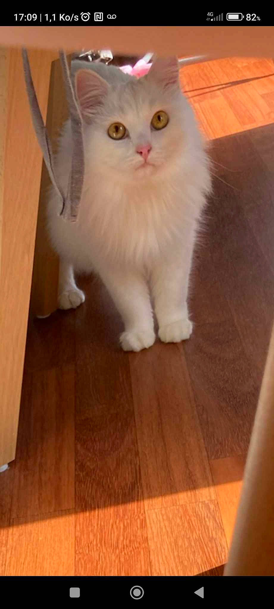 Edwige participe au concours pour gagner de l'argent avec cette photo : carnivore, cat, domestic_short_haired_cat, fawn, felidae, floor, flooring, foot, fur, hardwood, laminate_flooring, paw, small_to_medium_sized_cats, snout, tail, varnish, whiskers, wood, wood_flooring, wood_stain