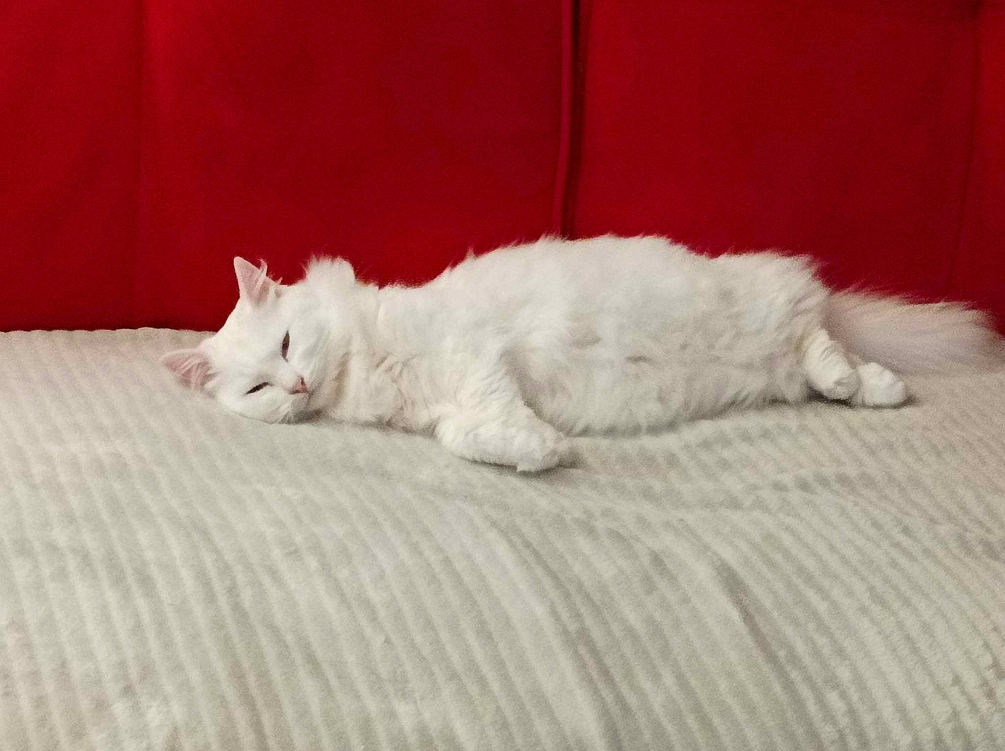 Edwige participe au concours pour gagner de l'argent avec cette photo : bedding, carnivore, cat, claw, comfort, domestic_short_haired_cat, felidae, flooring, foot, fur, linens, nap, paw, sleep, small_to_medium_sized_cats, tail, terrestrial_animal, whiskers