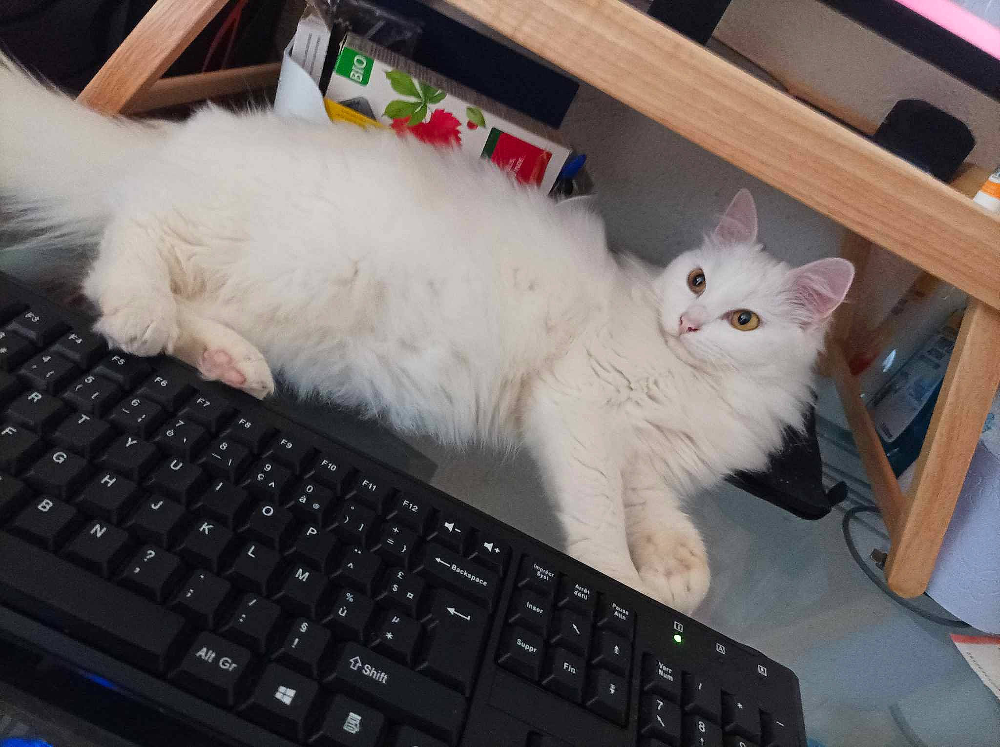 Edwige a rejoint le concours — aidez-le/la à gagner de superbes lots ! carnivore, cat, computer, domestic_short_haired_cat, felidae, fur, input_device, laptop, netbook, office_equipment, output_device, paw, peripheral, personal_computer, small_to_medium_sized_cats, snout, space_bar, tail, touchpad, whiskers