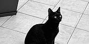 Iside a rejoint le concours — aidez-le/la à gagner de superbes lots ! animal, black_and_white, black_cat, cat, curious, ears, feline, floor, indoor, leaves, minimalist, monochrome, pet, plant, planter, sitting, tail, texture, tile_floor, whiskers