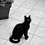 animal, black_and_white, black_cat, cat, curious, ears, feline, floor, indoor, leaves, minimalist, monochrome, pet, plant, planter, sitting, tail, texture, tile_floor, whiskers
