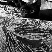 Iside a rejoint le concours — aidez-le/la à gagner de superbes lots ! animal, black_and_white, black_cat, cat, closeup, couch, cozy, curious, ears, eyes, fabric, floral, furniture, indoor, monochrome, pattern, pet, resting, texture, whiskers