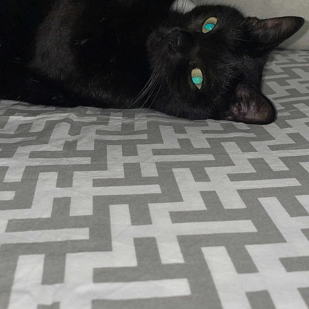 Iside a rejoint le concours — aidez-le/la à gagner de superbes lots ! animal, bed, black_cat, cat, cozy, domestic_animal, ears, eyes, feline, fur, indoor, looking, patterned_bedspread, pet, pillow, relaxed, resting, sleeping_area, whiskers, window_blinds