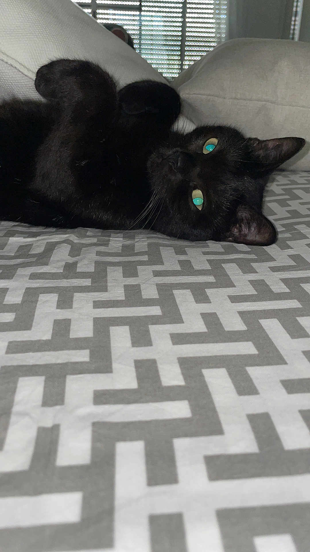 Iside a rejoint le concours — aidez-le/la à gagner de superbes lots ! animal, bed, black_cat, cat, cozy, domestic_animal, ears, eyes, feline, fur, indoor, looking, patterned_bedspread, pet, pillow, relaxed, resting, sleeping_area, whiskers, window_blinds