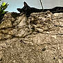 Iside a rejoint le concours — aidez-le/la à gagner de superbes lots ! animal, black_cat, branch, cat, curious, dark, mysterious, nature, night, no_humans, outdoor, peeking, plant, quiet, shadow, stone_wall, texture, wall, watchful, wildlife