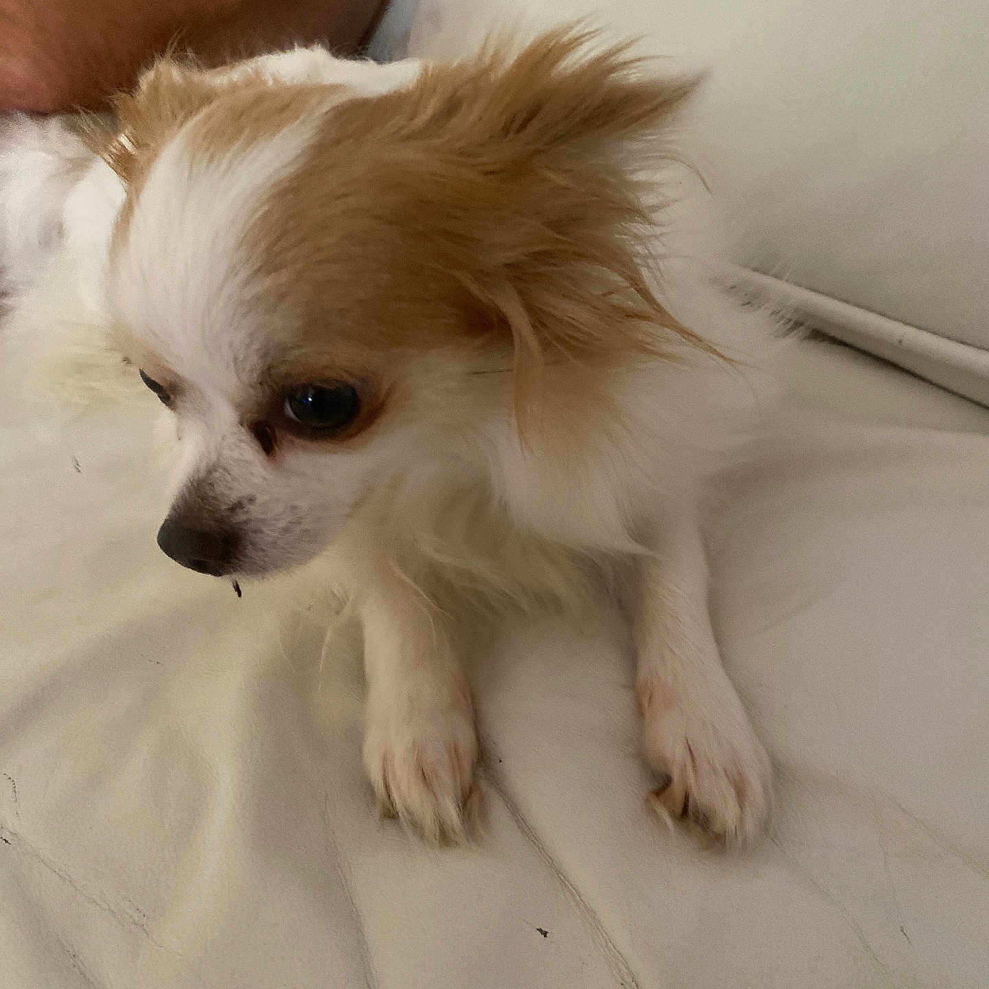 Sheby participe au concours pour gagner de l'argent avec cette photo : dog, small_dog, white_dog, tan_dog, fluffy_ears, pet, animal, lying_down, indoor, couch, human_arm, fur, cute, companion, resting, close_up, mammal, domestic_animal, calm, portrait