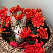 Daisy Mae is registered to the contest to win money with this photo: animal, artificial_flower, basket, cat, closeup, cozy, cute, decor, fall_colors, feline, flower, indoor, nature_indoor, orange_flower, pet, plant, portrait, red_flower, tabby, woven_basket
