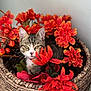 animal, artificial_flower, basket, cat, closeup, cozy, cute, decor, fall_colors, feline, flower, indoor, nature_indoor, orange_flower, pet, plant, portrait, red_flower, tabby, woven_basket