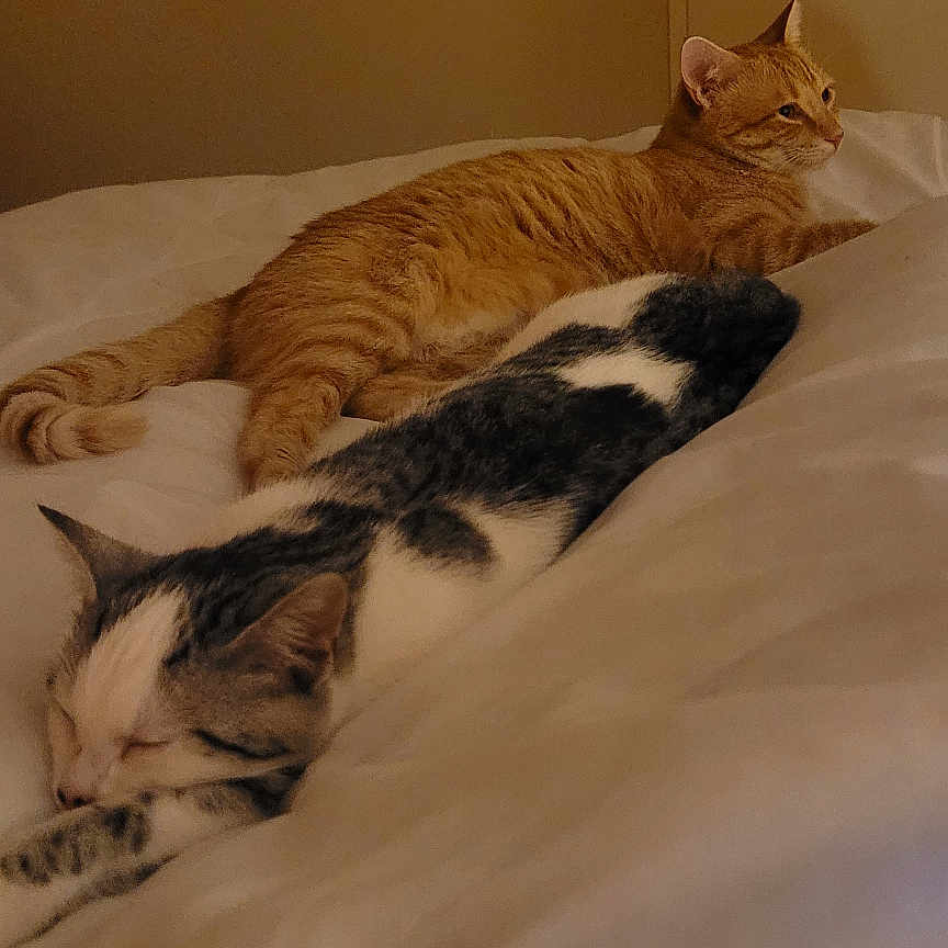 Garfield Et Plume