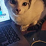 cat, laptop, keyboard, indoor, pet, curious, closeup, white_and_gray_cat, table, technology, computer, feline, domestic_cat, looking, face, whiskers, ears, eyes, home, cozy