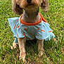 adorable, animal, blue_dress, canine, clothing, cute, daylight, dog, ears, eyes, fur, grass, muzzle, nature, orange_trim, outdoor, pet, portrait, sitting, small_dog