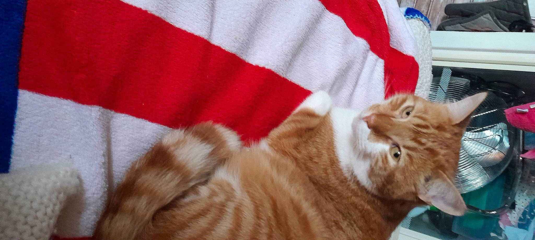 Milo participe au concours pour gagner de l'argent avec cette photo : carnivore, cat, cat_supply, claw, comfort, domestic_short_haired_cat, fawn, felidae, fur, linens, nap, paw, small_to_medium_sized_cats, snout, tail, whiskers, wood