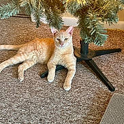 Josiah is registered to the contest to win money with this photo: abyssinian, animal, architecture, building, cat, christmas, christmasdecorations, christmastree, conifer, festival, furniture, indoors, kitten, lighting, livingroom, pet, plant, pottedplant, tree, wood