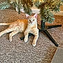 abyssinian, animal, architecture, building, cat, christmas, christmasdecorations, christmastree, conifer, festival, furniture, indoors, kitten, lighting, livingroom, pet, plant, pottedplant, tree, wood