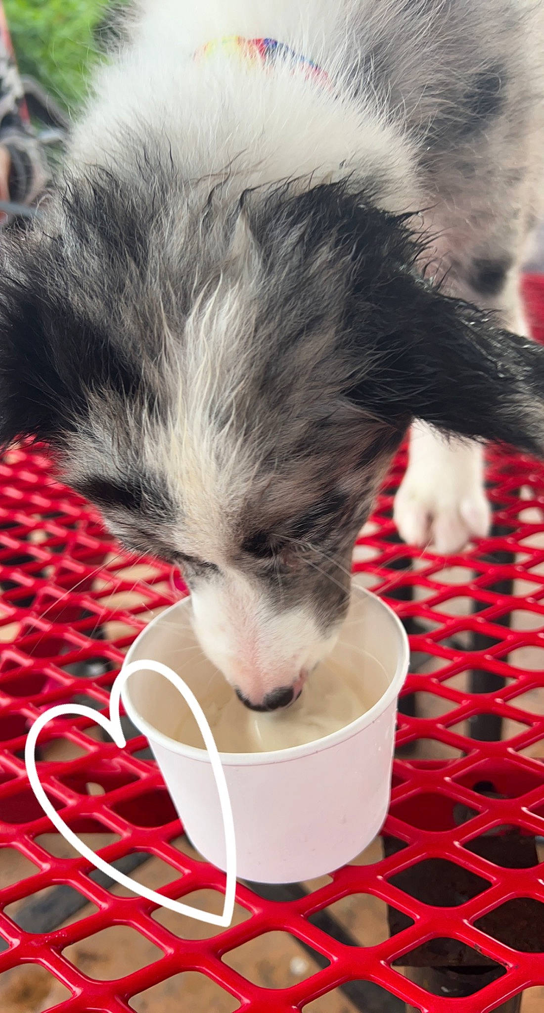 Diesel is registered to the contest to win money with this photo: carnivore, cat, cat_supply, comfort, companion_dog, dog_breed, domestic_short_haired_cat, felidae, flooring, foot, grass, human_leg, paw, pet_supply, red, small_to_medium_sized_cats, snout, tail, vertebrate, whiskers