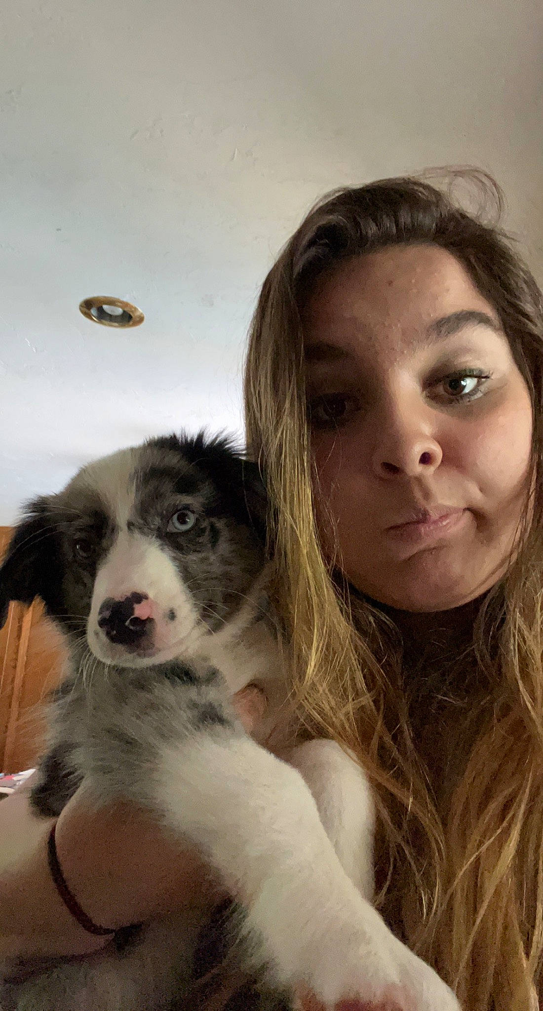 Diesel joined the competition — help win amazing prizes! australian_shepherd, border_collie, canidae, carnivore, companion_dog, dog, dog_breed, eyelash, flash_photography, fun, fur, gesture, happy, herding_dog, jaw, portrait_photography, selfie, sporting_group, surfer_hair, working_animal