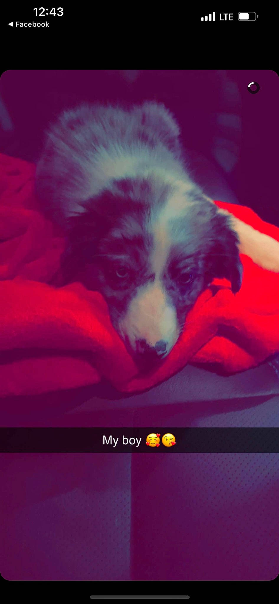 Diesel joined the competition — help win amazing prizes! canidae, carmine, carnivore, cloud, companion_dog, dog, dog_breed, electric_blue, font, fur, magenta, paw, photo_caption, rectangle, sporting_group, square, tints_and_shades, toy_dog, whiskers, working_animal