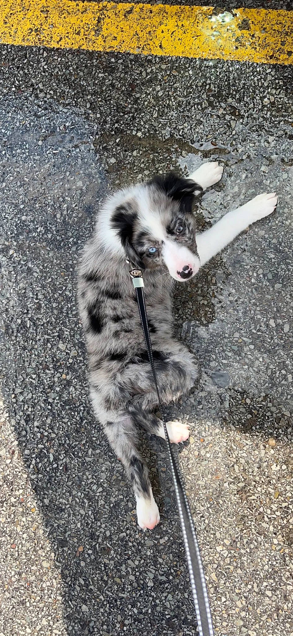 Diesel is registered to the contest to win money with this photo: asphalt, canidae, carnivore, cat, claw, dog_breed, domestic_short_haired_cat, felidae, fur, grey, paw, road_surface, sidewalk, small_to_medium_sized_cats, snout, soil, sporting_group, tail, terrestrial_animal, whiskers