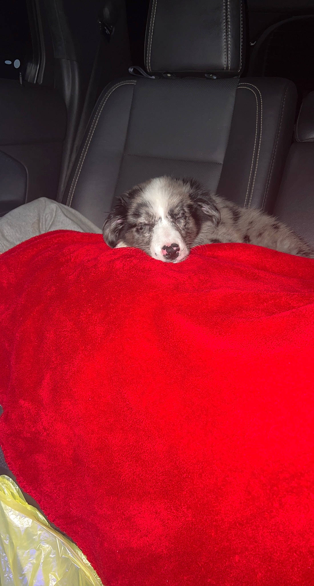 Diesel is registered to the contest to win money with this photo: bean_bag, bedding, canidae, carmine, carnivore, comfort, companion_dog, couch, dog, dog_breed, dog_supply, fur, linens, non_sporting_group, sporting_group, terrestrial_animal, vehicle, working_animal