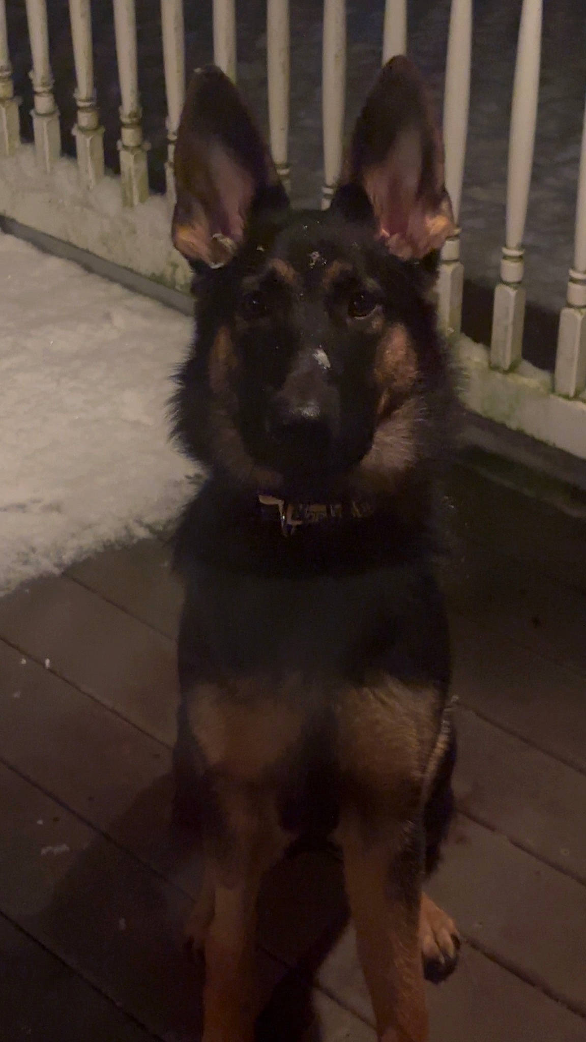 Remi joined the competition — help win amazing prizes! canidae, carnivore, companion_dog, dog, dog_breed, ear, east_european_shepherd, fur, german_shepherd_dog, guard_dog, king_shepherd, old_german_shepherd_dog, shadow, snout, sporting_group, tail, terrestrial_animal, whiskers, working_animal, working_dog