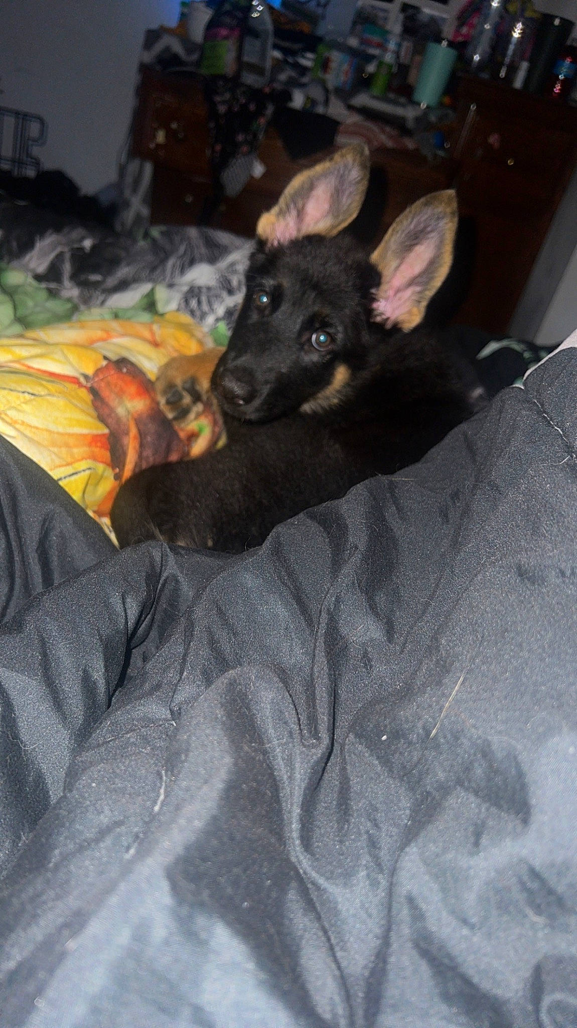 Remi joined the competition — help win amazing prizes! bed, canidae, carnivore, comfort, companion_dog, dog, dog_breed, ear, fawn, fur, guard_dog, linens, non_sporting_group, paw, room, russkiy_toy, snout, sporting_group, toy_dog, whiskers