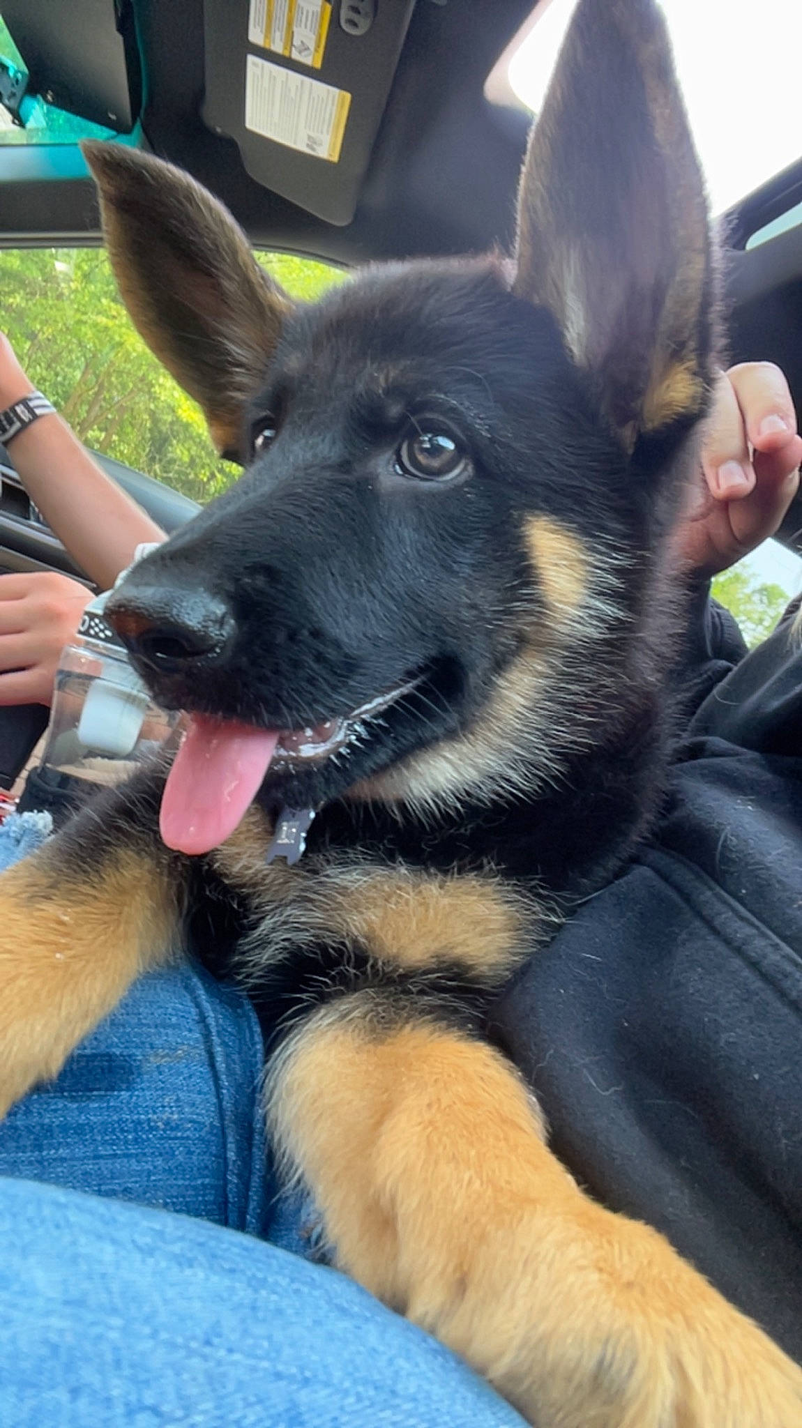 Remi joined the competition — help win amazing prizes! ancient_dog_breeds, canidae, carnivore, companion_dog, dog, dog_breed, ear, east_european_shepherd, fawn, foot, fur, german_shepherd_dog, herding_dog, king_shepherd, old_german_shepherd_dog, plant, sitting, sporting_group, working_animal, working_dog
