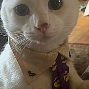 Bandit joined the competition — help win amazing prizes! cat, white_cat, close_up, pet, indoor, collar, tie, curious, animal, feline, whiskers, paw, portrait, domestic_animal, cute, fur, eyes, household, pet_accessory, soft_light