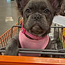 dog, puppy, shopping_cart, pink_harness, pet, store_aisle, shelves, animal, cute, ears, gray_fur, pet_accessory, indoor, retail, pet_in_cart, looking_at_camera, young_dog, adorable, shopping, domestic_animal