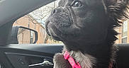 Lilo joined the competition — help win amazing prizes! dog, black_dog, pink_collar, car_interior, window, side_mirror, sky, clouds, building, leash, pet, canine, portrait, looking_out, daylight, seat, dog_face, fur, ears, animal