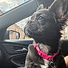 dog, black_dog, pink_collar, car_interior, window, side_mirror, sky, clouds, building, leash, pet, canine, portrait, looking_out, daylight, seat, dog_face, fur, ears, animal