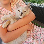 Winny participe au concours pour gagner de l'argent avec cette photo : accessories, angora, animal, blouse, cat, clothing, dress, face, furniture, glasses, grass, head, jar, kitten, person, pet, photography, plant, portrait, pottedplant