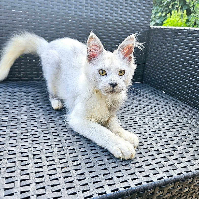 Winny a rejoint le concours — aidez-le/la à gagner de superbes lots ! abyssinian, angora, animal, architecture, basket, building, cat, chair, cushion, furniture, grass, homedecor, housing, kitten, manx, pet, plant, siamese, slate, woven